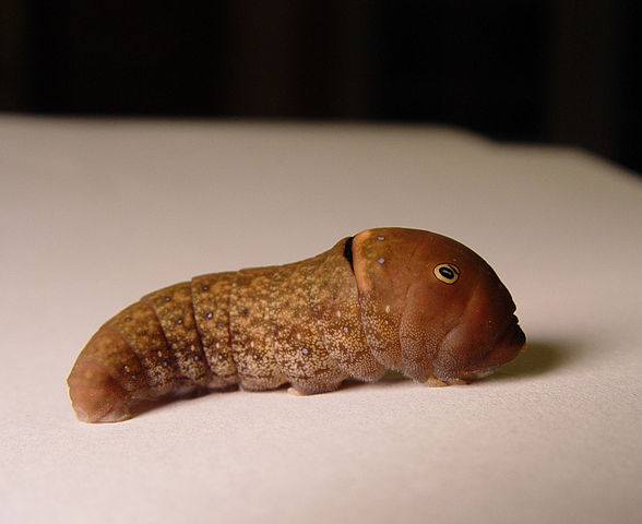 Tiger Swallowtail Caterpillar