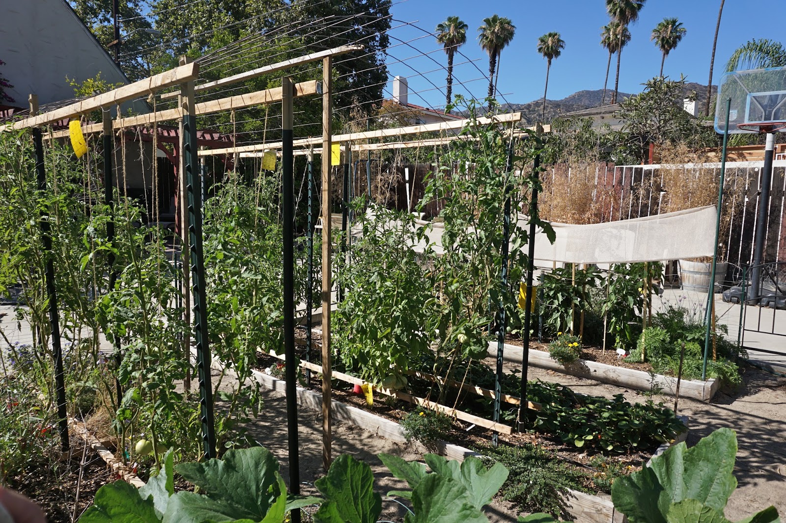 Andie's Way Arched Tomato Trellis