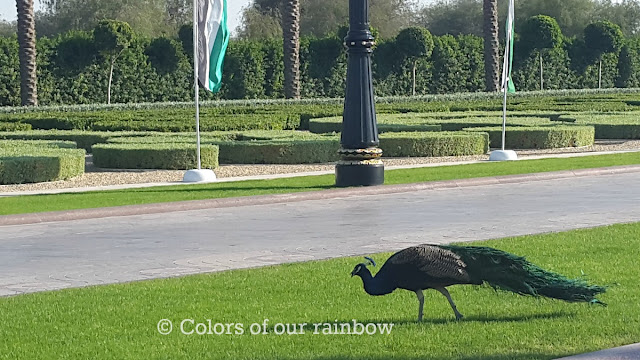 Ras al Khor Wild life Sanctuary and Zabeel Palace Gardens: Flamingos and Peacocks : @http://colorsofourrainbow.blogspot.ae/