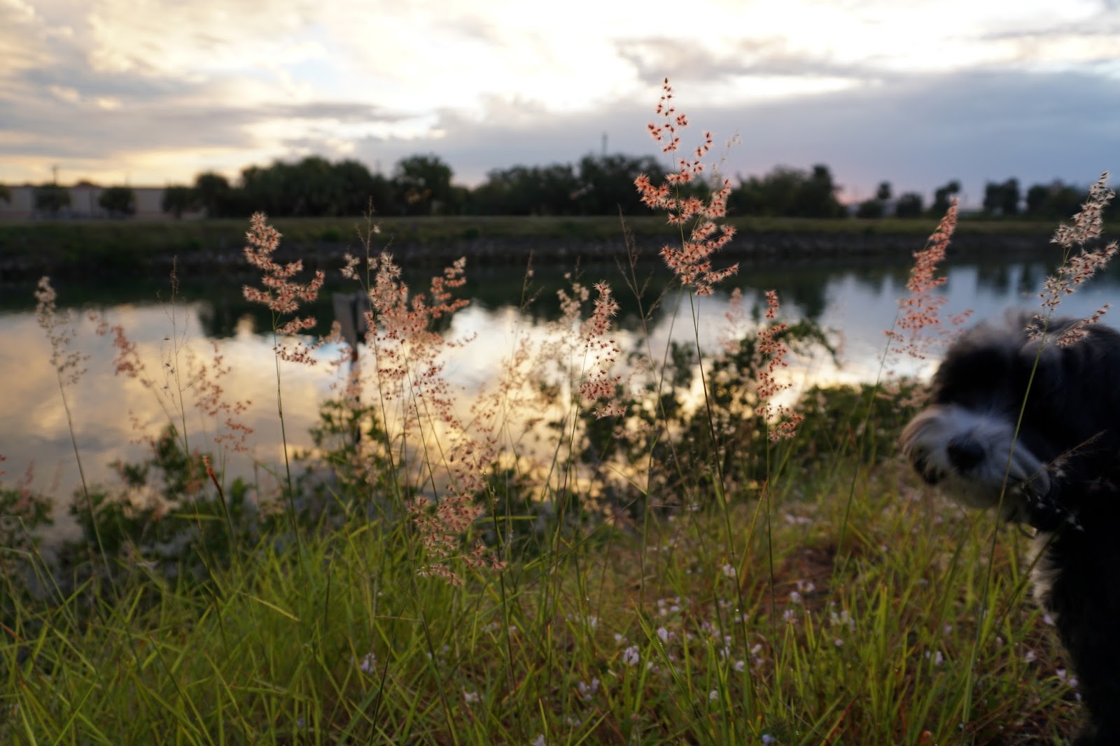 musings florida snow shovel