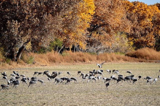  Sandhill Cranes at Bosque del Apache National Wildlife Refuge