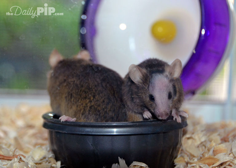 pet mice Female mice are very social and like to be adopted in pairs