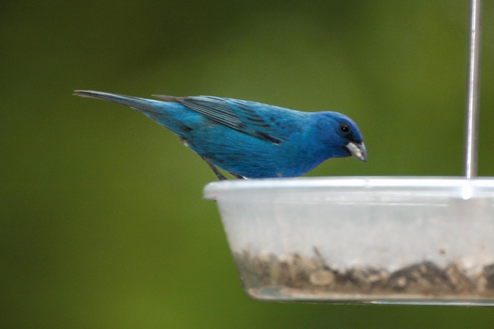 Attracting Indigo Buntings Nature Notes Blog