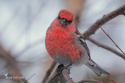 Macho de camachuelo picogrueso - Pine grosbreak male - Pinicola enucleator. Los machos presentan este plumaje de color rojo carmesí tan bonito y tan parecido al plumaje de los machos de piquituertos. Forma bandos numerosos en los bosques de coníferas de Finlandia.