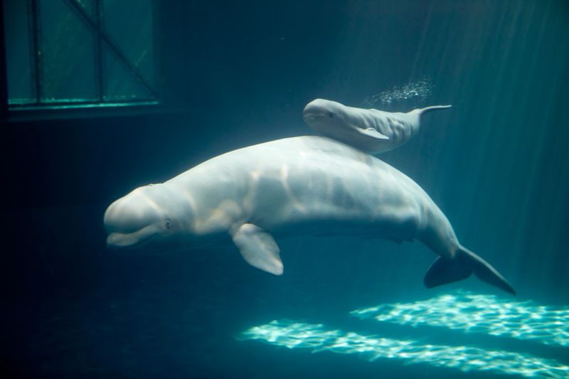 Baby Animals: Beluga - Calf 3
