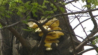 Laetiporus sulphureus - Sulphur Polypore On Robinia