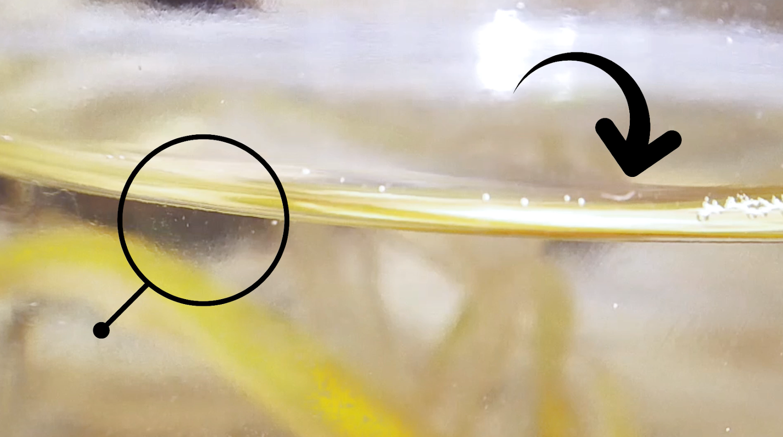 A GAMER'S WIFE How to Make Infusoria to Feed Baby Fish