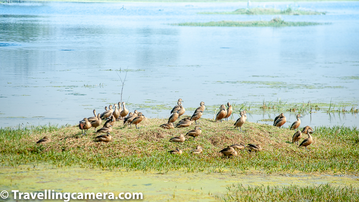 There's so much variety of birds in Keoladeo National Park that I can go on and on about the sheer variety of birds we saw there. It was certainly a joy and a learning experience. One activity that I did before we went to Bharatpur that helped us sight and identify birds during our trip was that we went through the website List of Birds at Keoladeo National Park and marked them in our copy of A Pictorial Field Guide to Birds of India. We also read a bit about these birds. This ensured that these birds were on the top of our mind when we visited Bharatpur and we could quickly mark them in our list. If you are planning to visit a place like Keoladeo National Park, it is recommended that you do some research before you head there so that you can make the most of your trip. White-throated Kingfisher. We have already talked about Herons, Egrets, and Bitterns and also about Storks and Cranes that we saw at keoladeo National Park. In this post, we will talk about all other waterbirds we sighted here. Let's start with one of the most common waterbirds, except cattle egret of course, that we can see around us even in urban areas. It is the White-throated Kingfisher. This beautiful bird is often found solitary, sitting on overhead power lines close to waterbodies in cities. We saw several of these birds in Keoladeo National Park, but only a couple were close enough to be clicked. Common Moorhen (Juvenile). Another waterbird that we saw almost as soon as we reached the wetlands was the Moorhen, a very common member of the rail family. In the above picture, you can see a couple of Juveniles swimming around. I first thought that these were females, however, upon reading further I found that males and females are almost indistinguishable in Moorhens. It is the juveniles that have brownish plumage. Full grown moorhens have deep brown wings with an almost black neck and body. Common Moorhen - full grown You can see full-grown moorhens in the above photograph. Another interesting fact about Moorhens is that the males of this species is also known as a moorhen and not a moorcock. A moorcock is a completely different bird. Moorhens usually form a monogamous pair and are territorial while breeding. Each pair builds several nests in its territory and each nest may contain 4-12 eggs, laid at the rate of one egg per day. Common Sandpiper Very close to the colony of Moorhens, we spotted this lone Common Sandpiper on a bark close to the waterbody. This is unusual because these are gregarious birds and are often seen in large flocks. The bird feeds on worms and molluscs and may even catch insects during flight. This was one of the few migratory birds that we saw at Bharatpur. Common Coot Common Coot was another migratory bird that we saw at Keoladeo National Park. This duck-like member of the rail family is also as territorial as the Moorhen, and more so during the breeding season. When not breeding, these birds form large flocks to stay safe. Common Coots do not make good parents when there is scarcity of food, because in such conditions, Common Coots bite their babies that beg for food to keep them quite. Sometimes babies may end up being killed because of this. Common Coot Both male and female Common Coots look alike, They are almost completely black with the exception of a white shield on their forehead and beak. The black is less pronounced in younger birds and they also lack the white shield. The black plumage develops at around 4-5 month of age. Both make and females are aggressive when it comes to protecting their nests and, when compared to other members of rail family, are less shy. Cormorants Cormorants are a common sight in almost all wetlands and are excellent divers. They use their webbed feet and wings to propel themselves when under water. They feed mostly on fish and have adapted to both saltwater and freshwater habitats. Keoladeo is home to Little Cormorant, Indian Cormorant, and Great Cormorant, and we were lucky enough to spot all. We will talk about the differences between these three types of cormorant a little later. Lesser Whistling Duck The Lesser Whistling Duck is also known as the Indian Whistling Duck, and are common aquatic birds in the Indian Subcontinent and South-East Asia. These birds usually feed during the night and can be found sunning themselves during the day. They sleep while standing, their neck curled to keep the sun away from their eyes. Males and Females are are alike in appearance. These ducks are resident at the Keoladeo National Park.  Ibises - Black-headed and Glossy We saw two types of Ibises at the Keoladeo National Park. Of them, the black-headed Ibis is the resident species. It is often confused with the white Ibis though its black neck and beak stand in stark contrast with its overall white plumage. Male and female are identical. During the breeding season, some Ibises may develop a black tuft of feathers on the tail. Ibises have adapted themselves to both natural and manmade waterbodies and are highly versatile. Lesser Whistling Ducks in the foreground, Ibises in the back The Glossy Ibis is a migrant species at the Keoladeo National Park. It can be seen keeping company with the black-headed Ibises, and is often mistaken as a black Ibis. It is a highly nomadic bird and birds may disperse after breeding. They feast mostly on aquatic insects and crustaceans and occasionally also on fish, lizards and other small aquatic animals. Aquatic birds are often seen in close company with different types of birds. In the above photograph, you can see black-headed and Glossy Ibises in company with Lesser Whistling Ducks and even a couple of egrets. Little Cormorant This bird with almost entirely black body is the little cormorant. It is slightly smaller than the Indian Cormorant and mostly forages alone or in loose groups of a few individuals. Unlike the Indian Cormorant, the little cormorant lacks a pointed head profile. The little cormorant is found in India, Bangladesh, Srilanka, Pakistan and Nepal. It is not found in the Himalayas though some solitary individuals have been sighted in Ladakh. Grey-headed Swamphen in the foreground; Common moorhens in the back This bird was earlier known as the Purple Swamphen, but the species has now been subdivided into 6 species, among them the Grey-headed Swamphen, which is found in the Indian Subcontinent. Now the Purple Swamphen is considered as a superspecies, whereas the each of the 6 sub-divisions have been elevated to the status of a full species. The male has an elaborate courtship display where it bobs up and down all the while holding weeds in its beak. It would be interesting to watch I am sure. But we were not so lucky. Great Cormorants The Great Cormorants are big birds, but their sizes may vary greatly depending upon the region they are from. These birds can be seen perched on trees around waterbodies in large groups. These birds have adapted themselves to a wide variety of habitats including saltwater and freshwater wetlands. Great Cormorants indulge in long-term pairing and one pair may continue to use the same nest year-after-year. Oriental Darter Oriental Darter bird is also known as the Snake Bird because of its long thin neck and the way it appears when it dives and swims in the water. Oriental Darter hunts with its body submerged and only the neck visible above the water. It spears the fish with this pointed beak and then brings it on the surface. It is often seen on rocks on the edges of wetlands, with its wings spread, sunning itself. Indian Cormorant The Indian Cormorant is also known as the Indian Shag and is mostly found in Indian Subcontinent. It is a mid-size cormorant which has a dark copper brown plumage. It has a long narrow beak that ends in a hook. Its head is slightly domed and the eye is blue. Male and Female Indian Cormorants are similar, but juveniles and non-breeding adults are lighter brown than the breeding individuals. Red-Wattled Lapwing The Red-Wattled Lapwing is a large plover that is commonly seen and heard in urban habitats as well. It's call that sounds like did-he-do-it can be heard commonly during the day and night. This is an alarm call that warns about the presence of humans or animals around. These birds are incapable of perching and are mostly seen on ground. Their chicks immediately after hatching start following the adults around for feeding. There are so many birds that we saw but could not click at Keoladeo National Park. And there were so many beautiful scenes of peaceful co-habitation among species that we found difficult to express through photographs. We saw feral cattle driving away herons and storks, but then simply letting them be. It looked like a giant playground for these different animals. But appearances are often deceptive and we know that the ultimate question is of survival. There is violence beneath the surface, and that is the reality, whether we like it or not.  