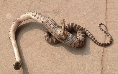 Snake with foot found in China