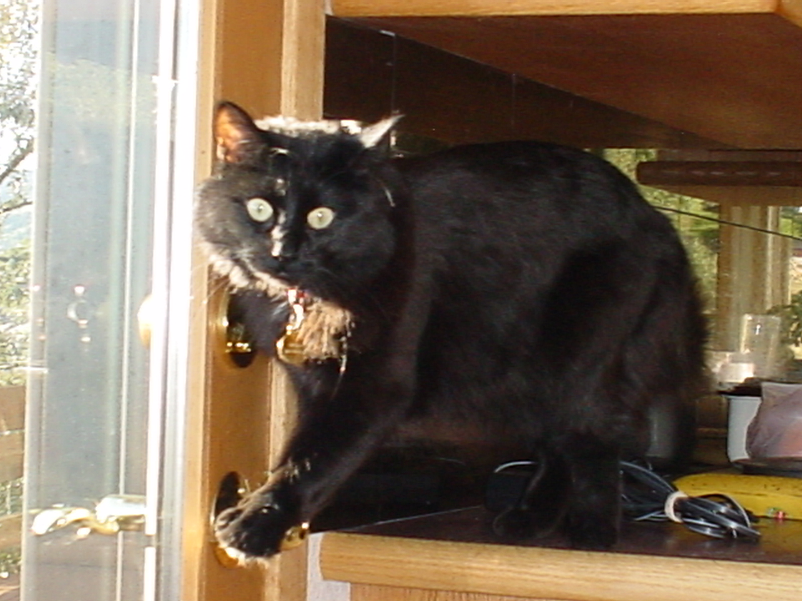 cats are finicky cats are finicky