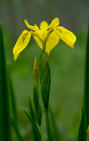 mocsári nőszirom (Iris pseudacorus) 