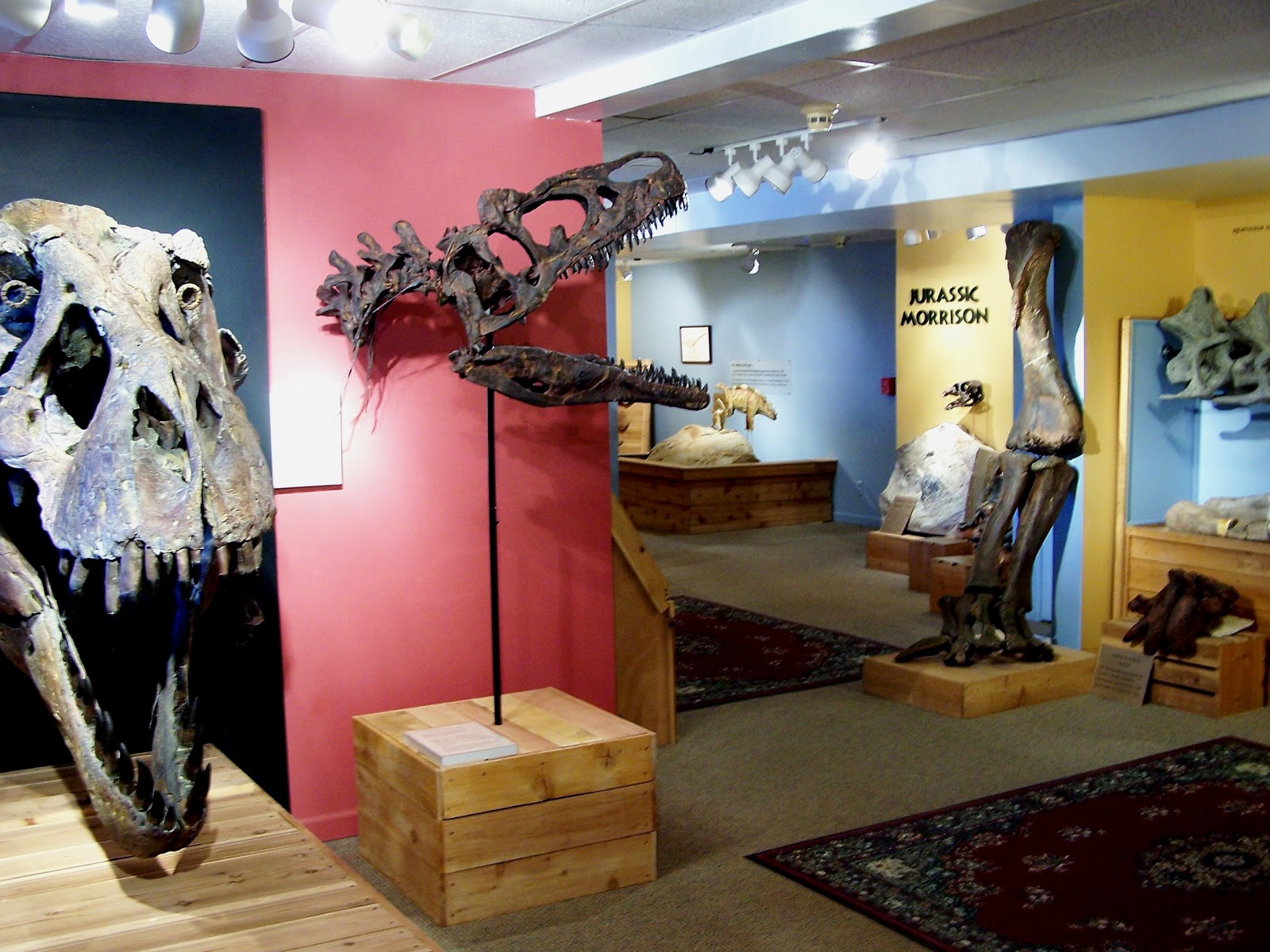 The Natural World Stegosaurus at the Morrison Natural History Museum