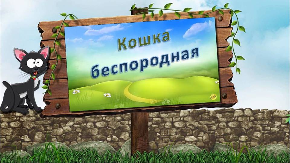 Песни про кошек слушать. Кошка беспородная песня. Беспородные кошки. Кошка беспородная рисунок. Кошка беспородная текст.