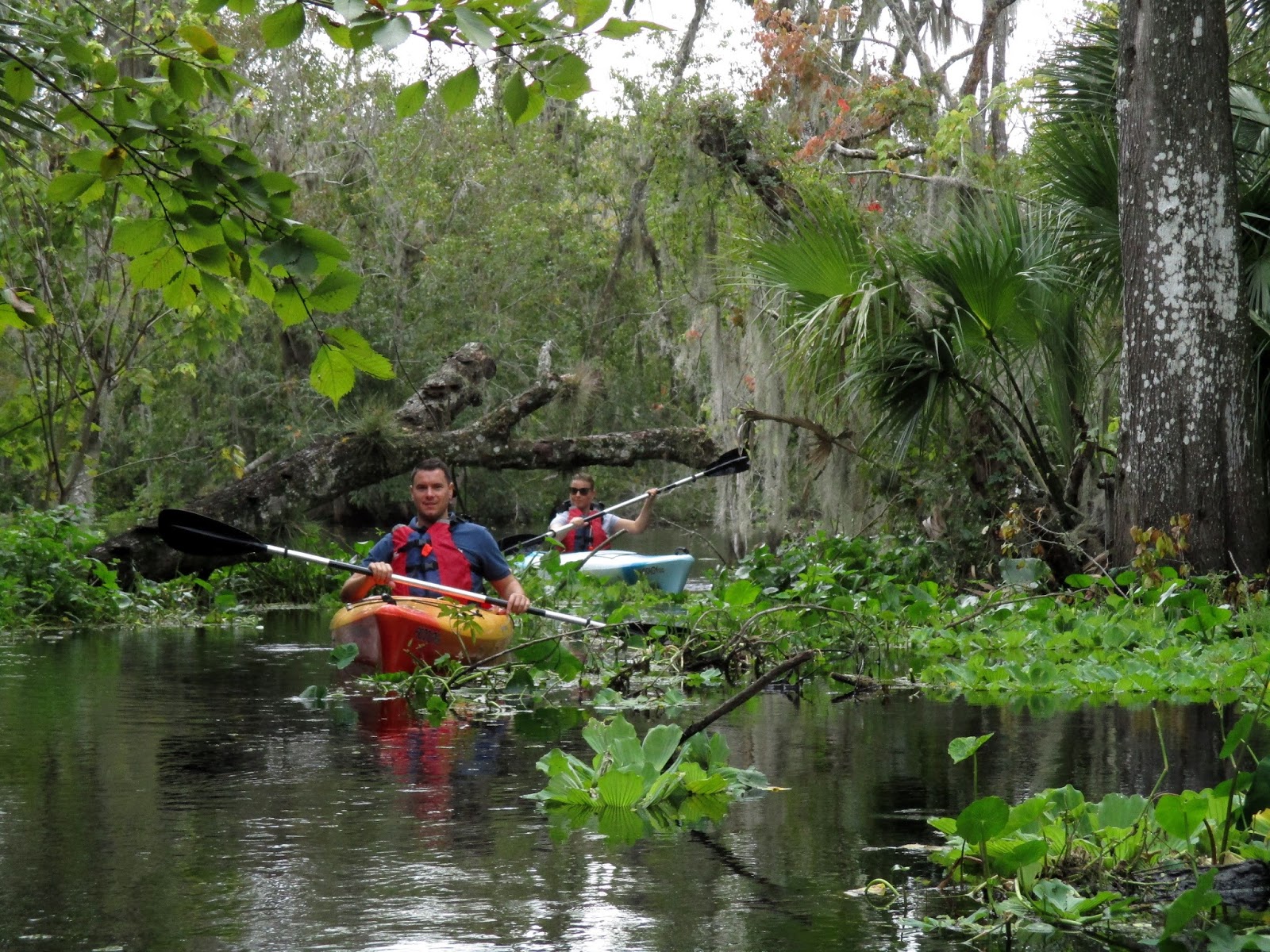 birding in central florida is incredible orlando birding in central florida is incredible orlando