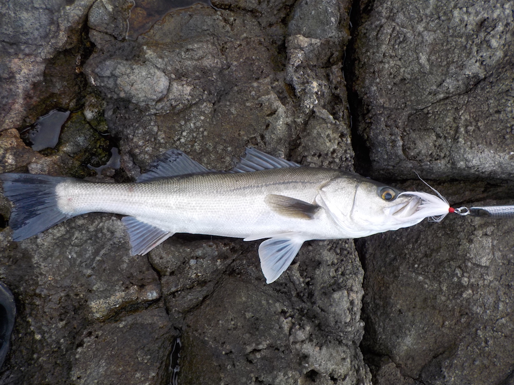 American saltwater lures can catch Japanese fish? (No. 115) Japanese