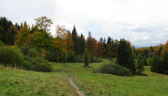 Pełno tu różnych samosiejek.