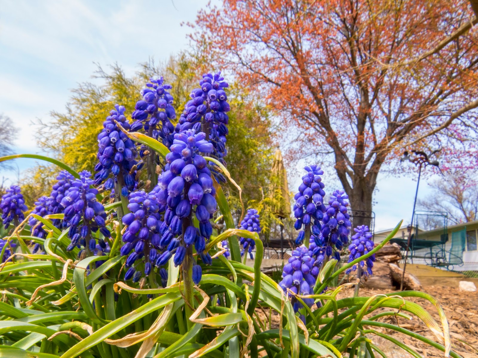 Breanna's Birding Blog Flowers, Rockville MD April 8, 2016