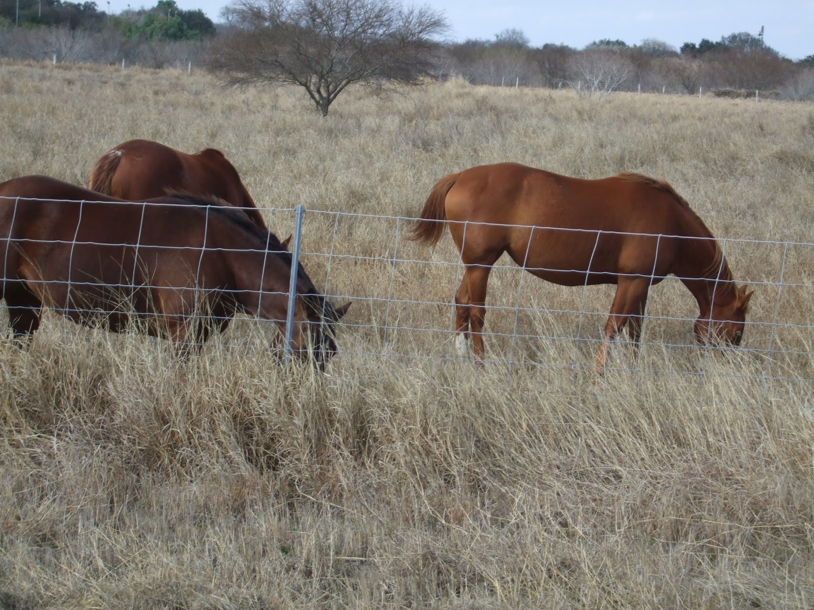 Greg's Adventures King Ranch, Kingsville , Texas
