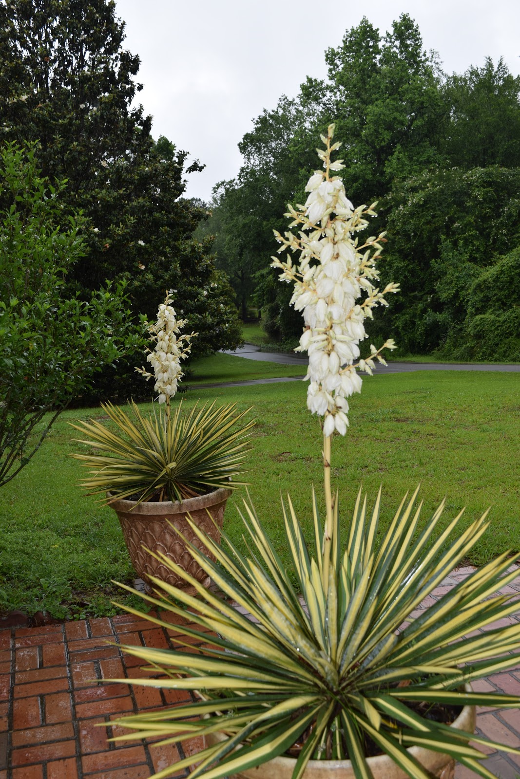 Цветок юкка фото садовая. Юкка алоэлистная Вариегата. Юкка славная (Yucca Gloriosa). Цветок Юкка нитчатая. Пальма Юкка нитчатая.