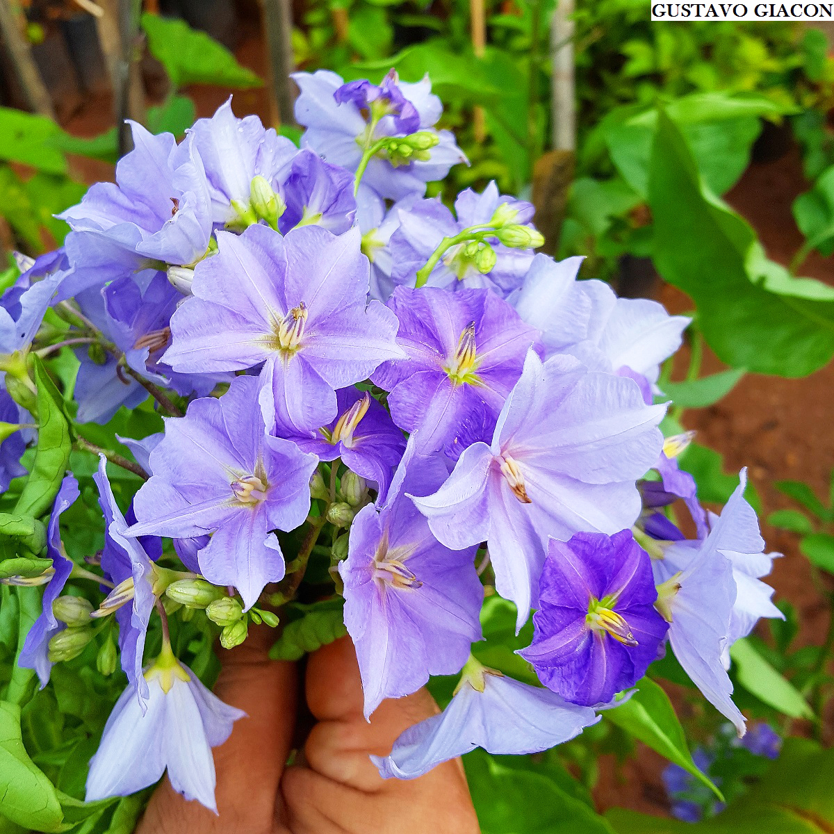 Viveiro Ciprest - Plantas Nativas e Exóticas: Flor do Paraíso ( Solanum  wendlandii )