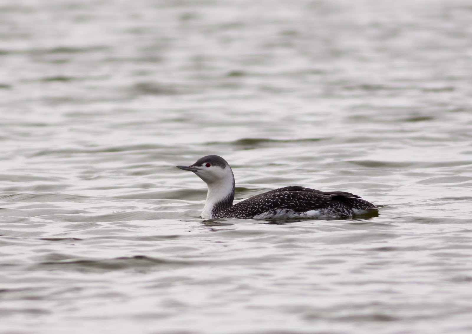 Red-throated Diver - Fairhaven Lake, Lancashire