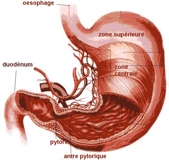 Beauté et Santé Signes et symptômes de cancer estomac Lors de