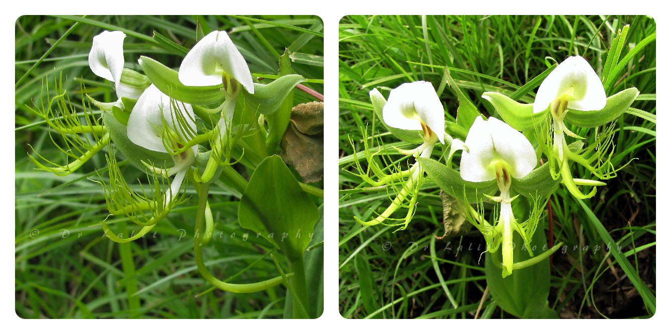 http//lalitventures.blogspot.in/ ENDANGERED HIMALAYAN HERBS