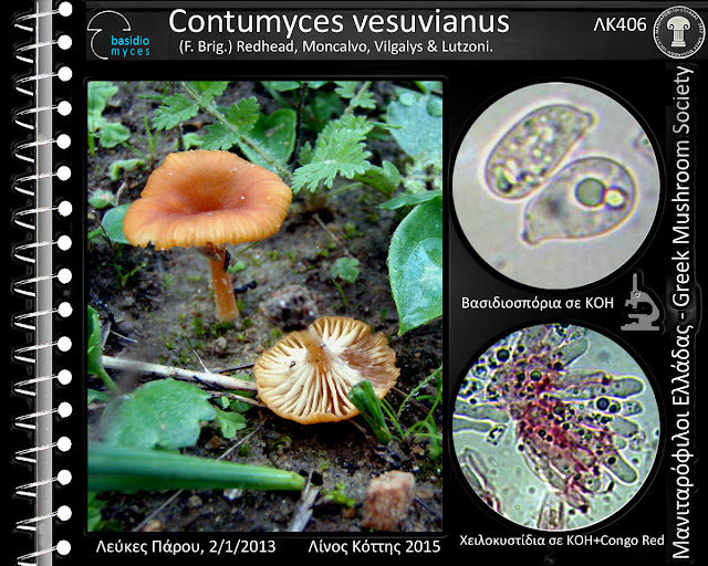 Contumyces vesuvianus (F. Brig.) Redhead, Moncalvo, Vilgalys & Lutzoni.