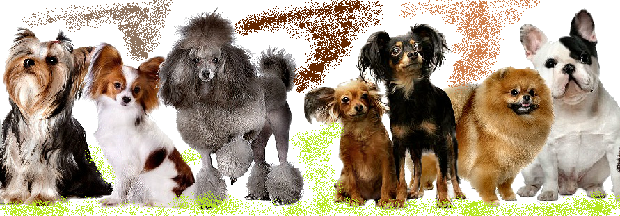 Резултат с изображение за куче произход