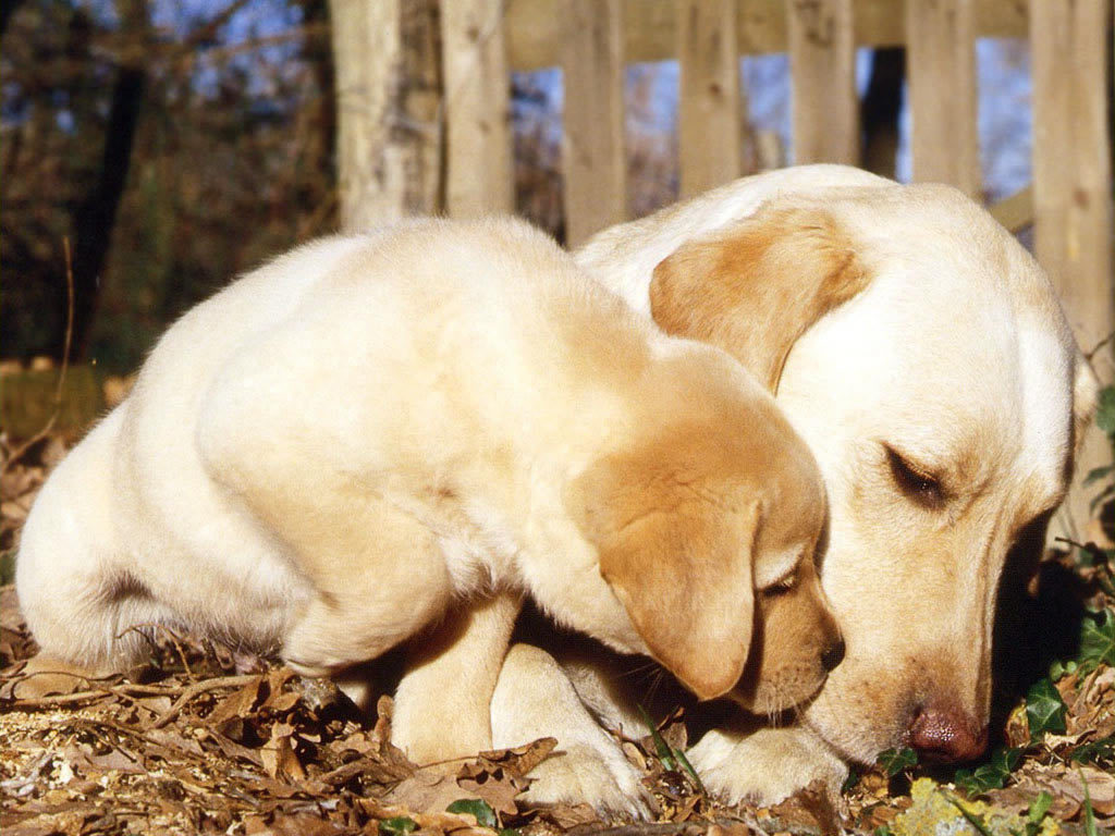 две счастливые собаки. видео собака любила. человек целует собаку. счастливая собака. собаки наши друзья.