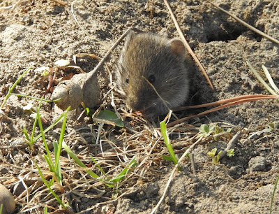 field mouse in a mouse hole