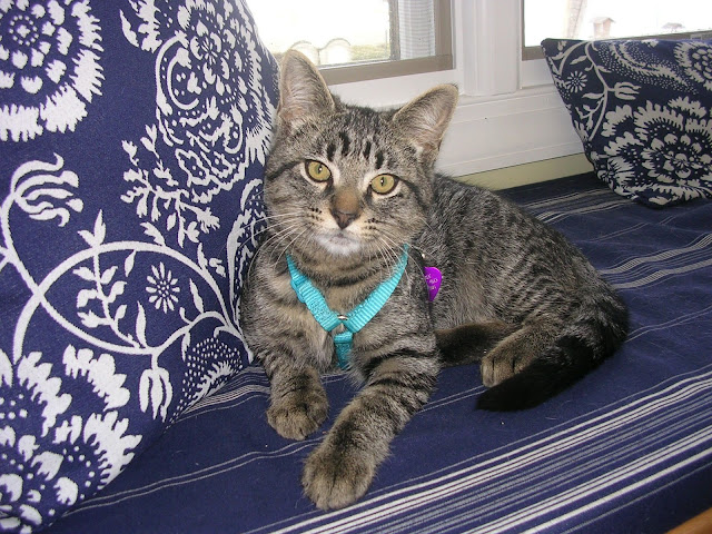 Tabby colored kitten with teal harness