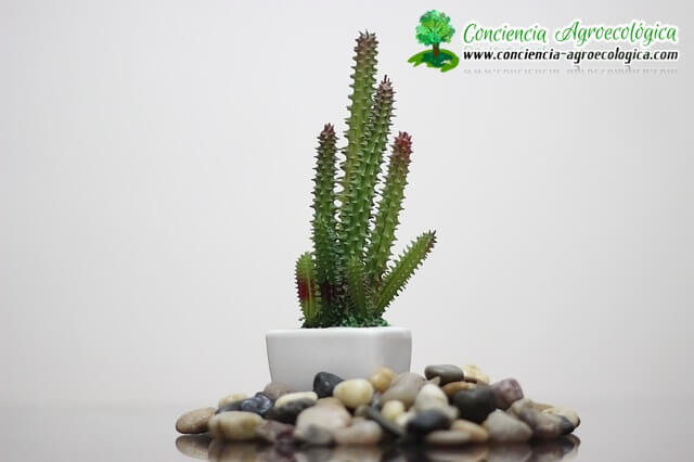 minijardines con cactus