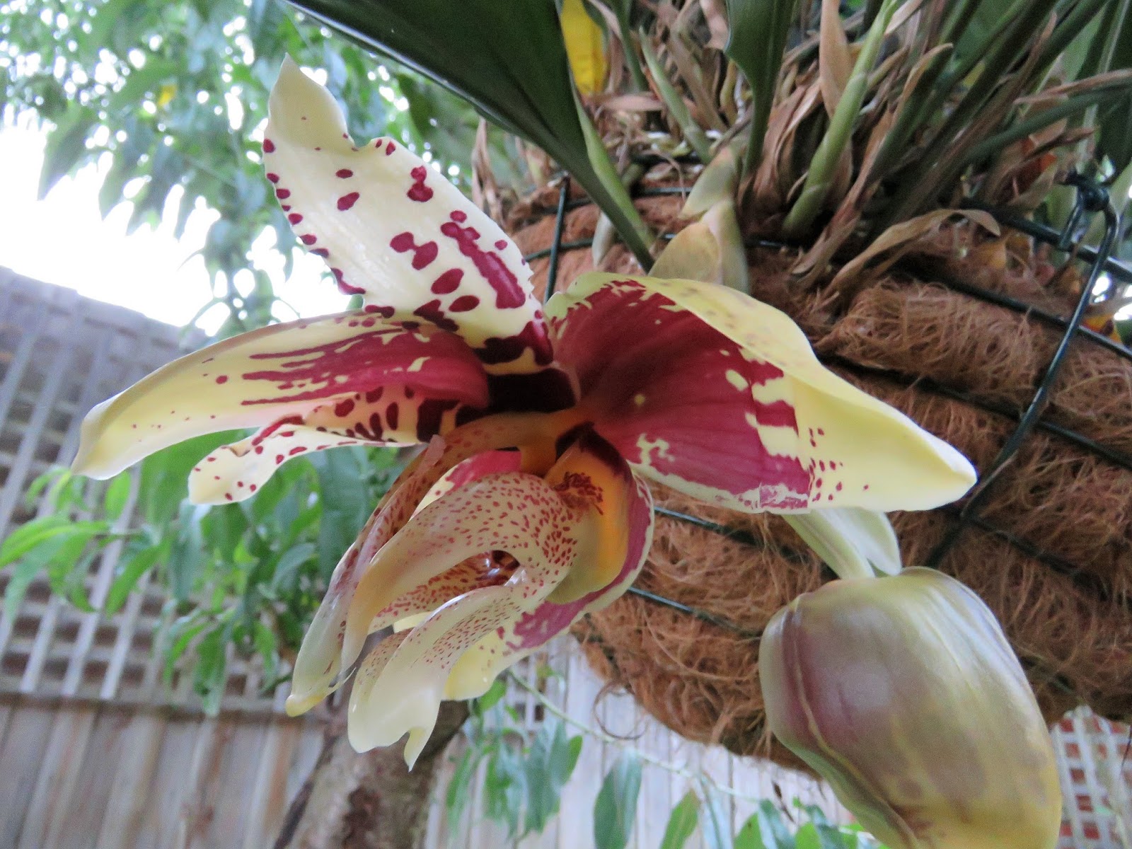 Popping out to see the upside down orchid