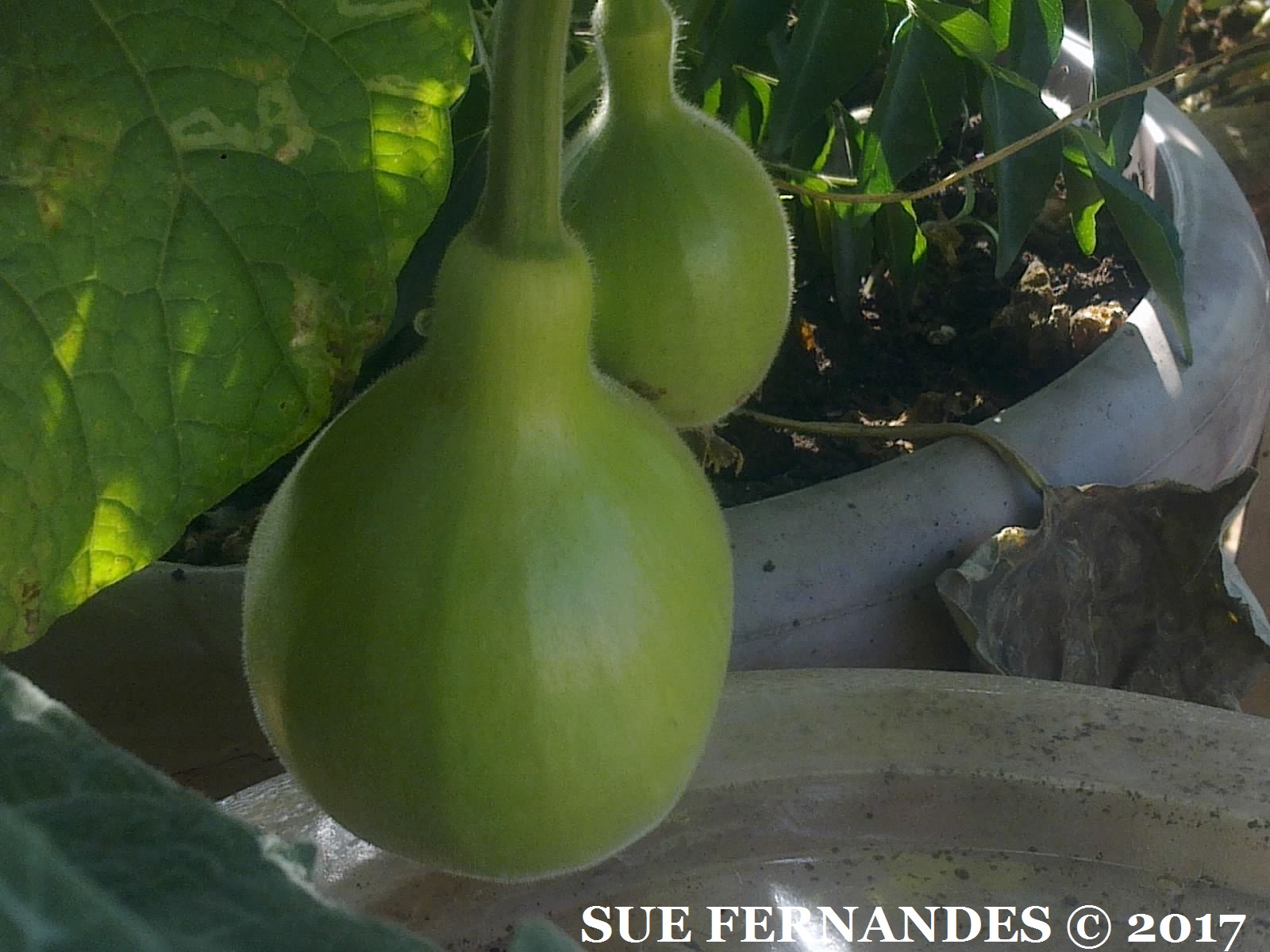 Plants Growing In My Potted Garden. How To Grow Bottle Gourd From