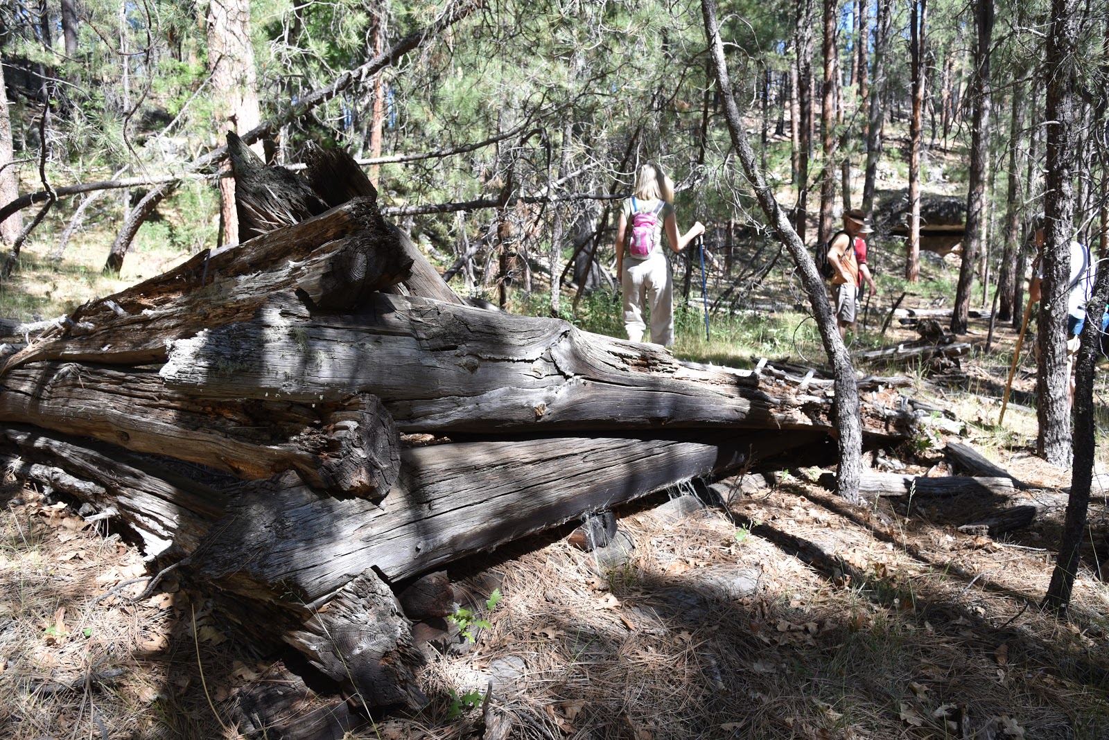 Arizona Hiking PIVOT ROCK CANYON & WILDCAT SPRING