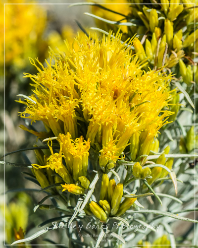 Rabbitbrush, Grasslands National Park. Copyright © Shelley Banks, all rights reserved. Rabbitbrush, Grasslands National Park. Copyright © Shelley Banks, all rights reserved.