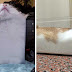 Photos That Prove Cats Are Basically Made Of Liquid
