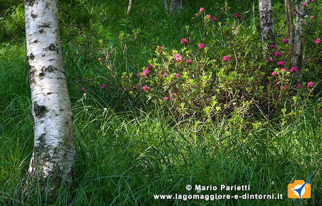Rododendri sul sentiero per S. Anna Rododendri sul sentiero per S. Anna