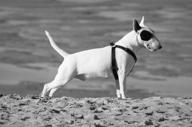 dog-1821781_960_720-compressed