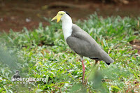 taman burung tmii