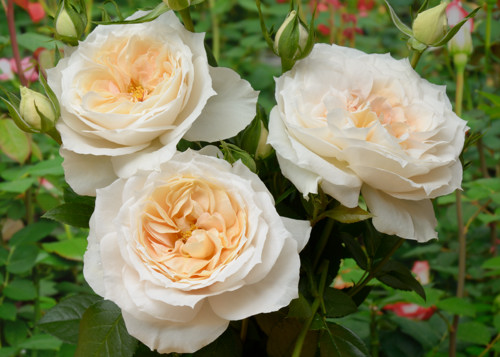 Lions-Rose rose сорт розы фото  