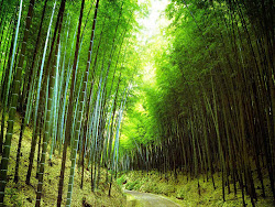 bamboo forest wallpapers backgrounds