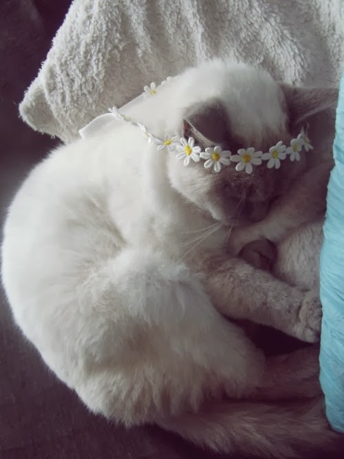 꽃을 머리에 쓴 고양이들.jpg | 인스티즈
