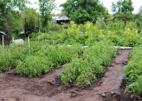 Why and how to grow a vegetable garden? ~ MASTER PROBLEMS