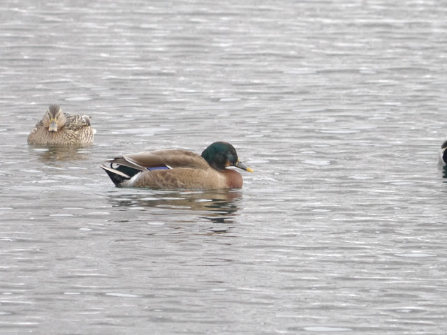 こんなこと あんなもの マガモとマルガモ Crossbred Duck Again