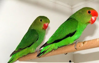 lovebird abisinia lovebird abisinia