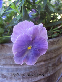 Light purple pansy falling over the edge of the bucket