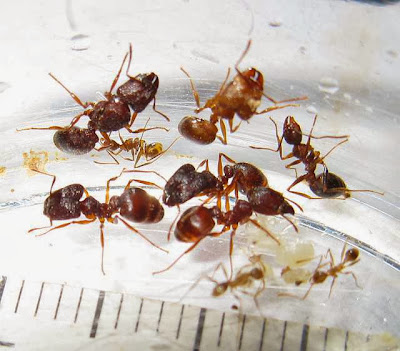 The minor, median and major workers with a gyne and brood of a rare trimorphic species of Pheidole ant