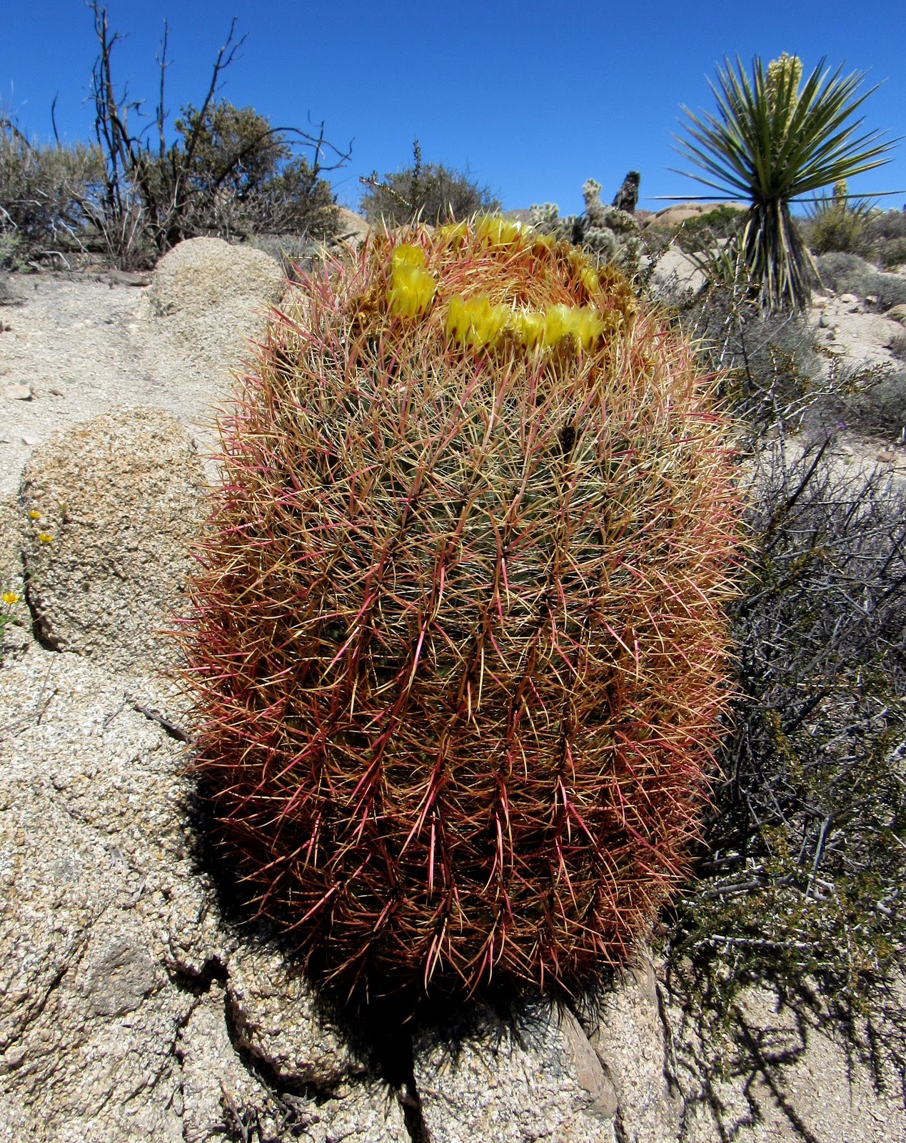 Plant Profile California Barrel Cactus (Ferocactus